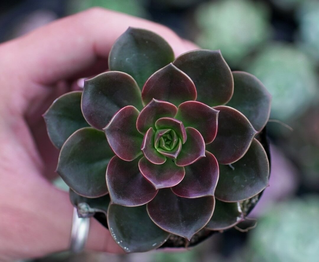 menh-moc-hop-cay-gi (5).jpg